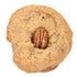 Maple & Pecan Cookie