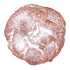 Snickerwoodle Cinnamon Sugar Cookie